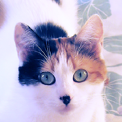 Cute cat Masya