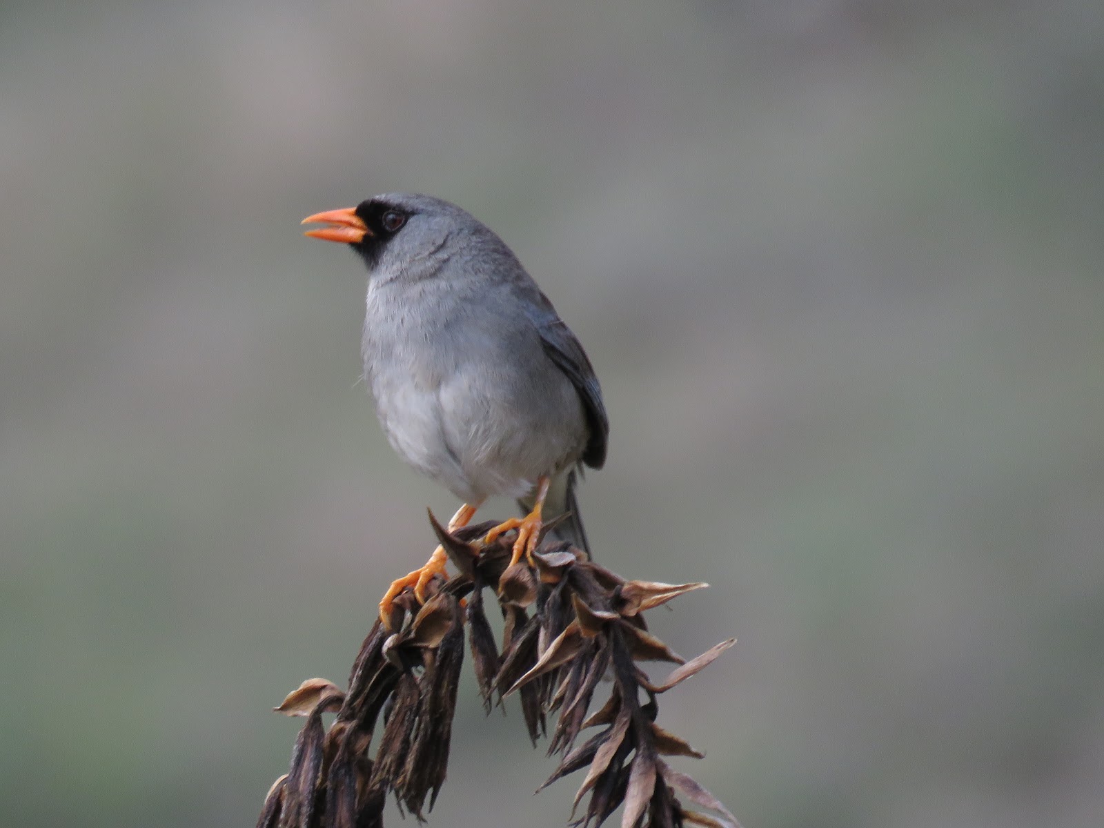 Cajamarca - Birds of Cañon of rió Chonta