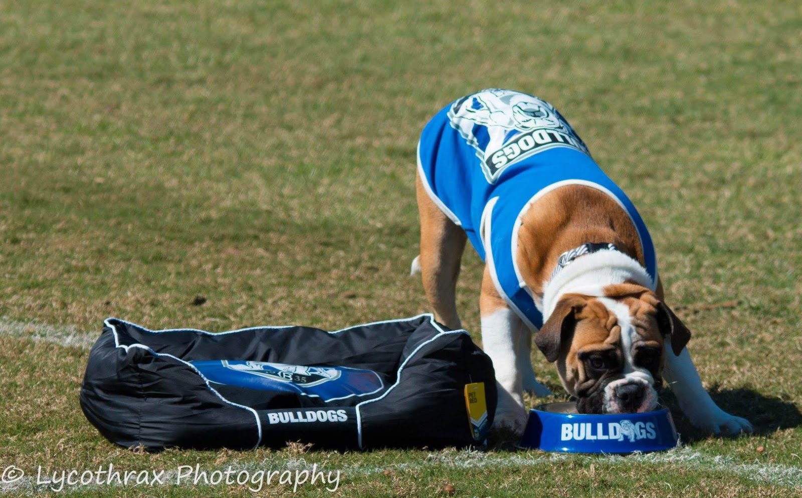 Boxer Dog with NRL Bulldogs pet merchandise: dog bed T-shirt and food bowl