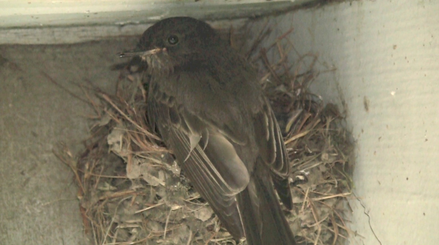 Nature Gardens NHM L.A.'s Urban Nature Eggs Hatch in Black Phoebe Nest