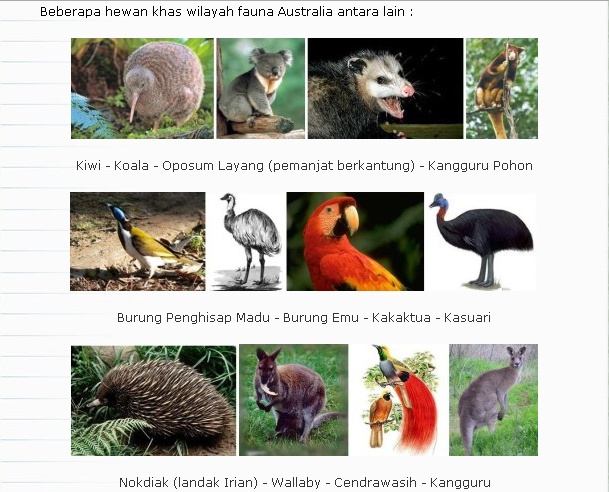 KTKPK s DEBAK Fauna  Oriental dan Fauna  Australia