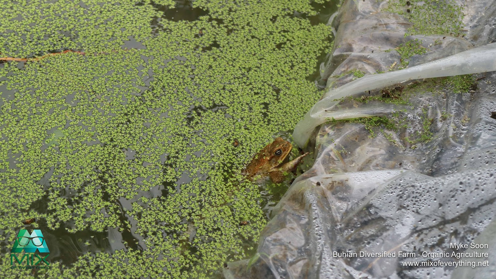 Buhian Diversified Farm - Organic Agriculture 2016 Part 1 ...