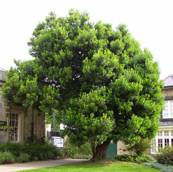 Peces y plantas ornamentales: Arbutus unedo - Madroño