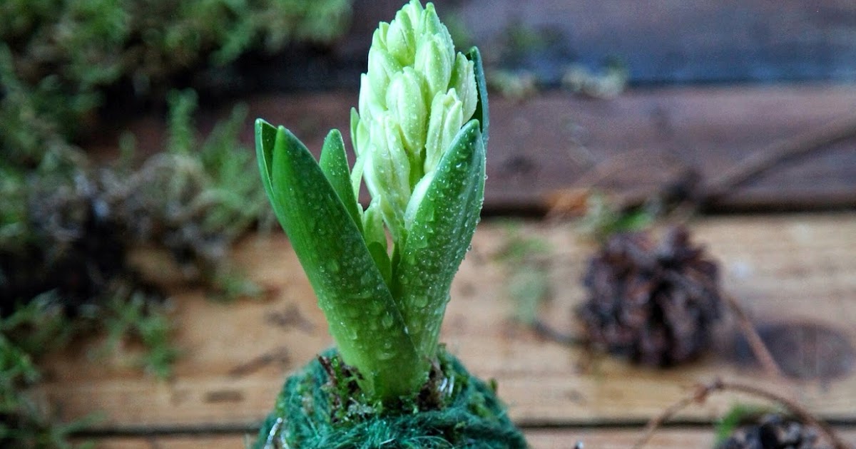 download kokedama for free download kokedama for free