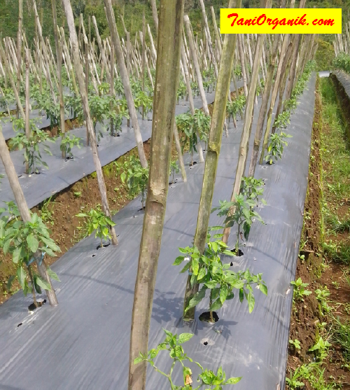 Kiat Memulihkan Keriting Daun Pada Tanaman Cabe