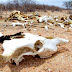 Jeremoabo já perdeu mais de 2.000 cabeças de bovinos por causa da seca