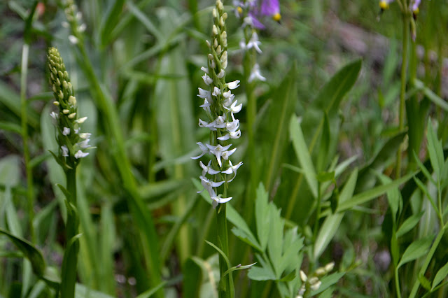 stalks of small white bog orchids