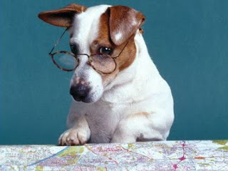 Funny Dog Pic Planning Life, Planning the Day