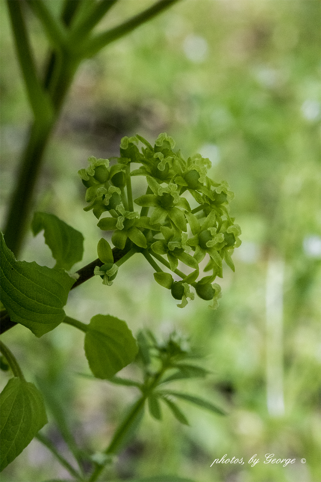 carrion flowers carrion flowers