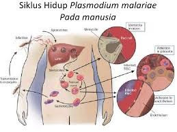 Siklus hidup Plasmodium malariae Siklus hidup Plasmodium malariae