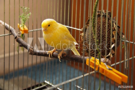 Beternak Burung Kenari Peluang Bisnis