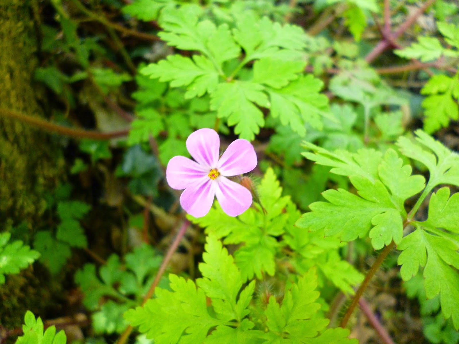 Herb Robert