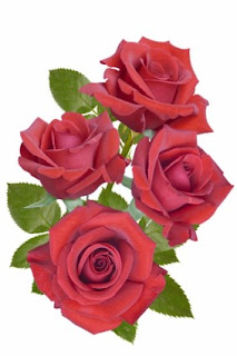 गुलाब का फोटो, गुलाब के फूल पर कविता, गुलाब की सायरी, अनमोल शायरी, गुलाब का फूल शायरी, फूल पर शायरी, फूल पर छोटी कविता, गुलाब कविता