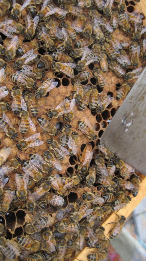 underground bee hive underground bee hive