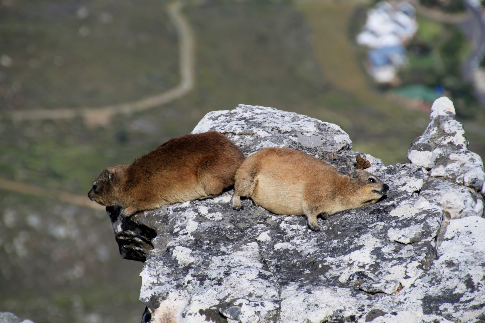 Picture of rock dassies sleeping on a table mountain. Picture of rock dassies sleeping on a table mountain.