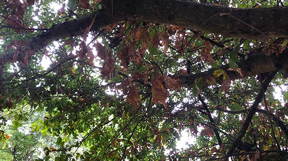 Wilted tree foliage indicating severe fungal infection