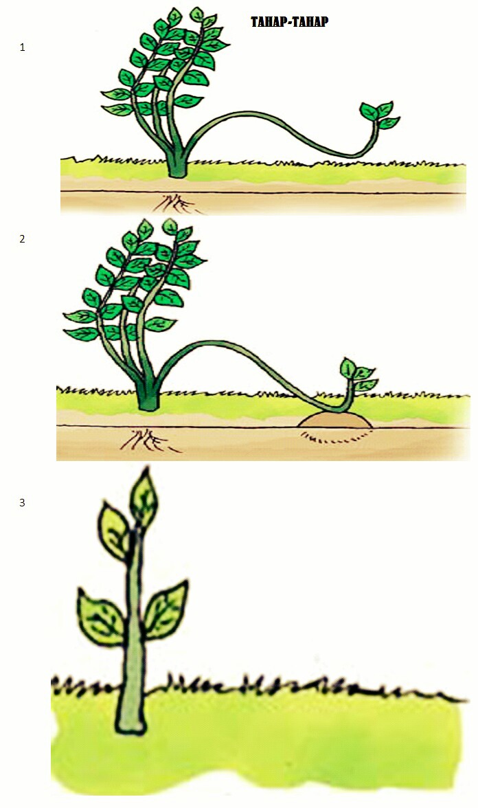 Pengertian dan cara perkembangbiakan  tumbuhan  secara 