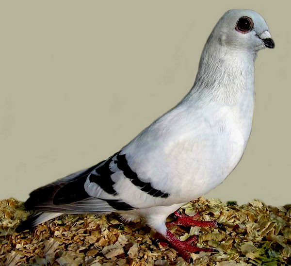 damascene pigeon, damascene pigeons, about damascene pigeon, damascene pigeon appearance, damascene pigeon breed, damascene pigeon breed info, damascene pigeon breed facts, damascene pigeon care, caring damascene pigeon, damascene pigeon color, damascene pigeon characteristics, damascene pigeon facts, damascene pigeon for exhibition, damascene pigeon history, damascene pigeon info, damascene pigeon images, damascene pigeon lifespan, damascene pigeon origin, damascene pigeon photos, damascene pigeon pictures, damascene pigeon rarity, raising damascene pigeon, damascene pigeon rearing, damascene pigeon size, damascene pigeon temperament, damascene pigeon tame, damascene pigeon uses, damascene pigeon varieties, damascene pigeon weight