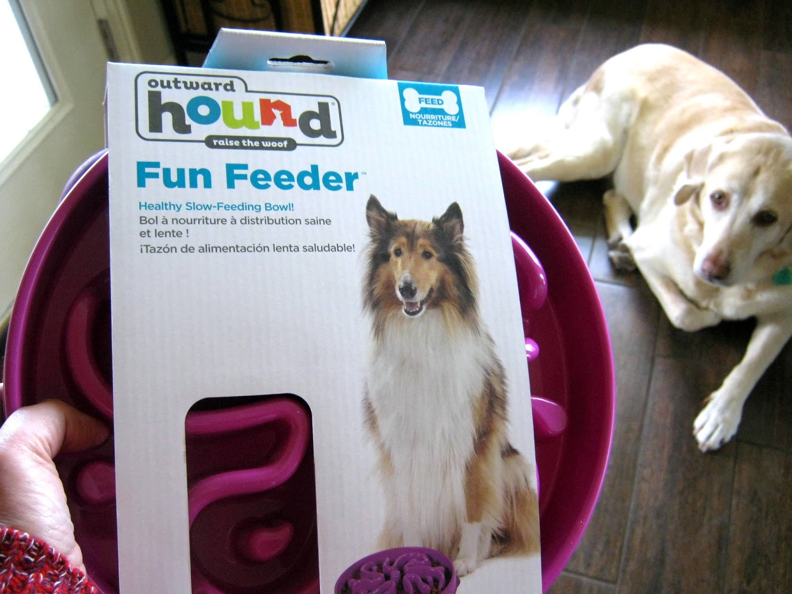 SlowFeeding Dog Bowl Review