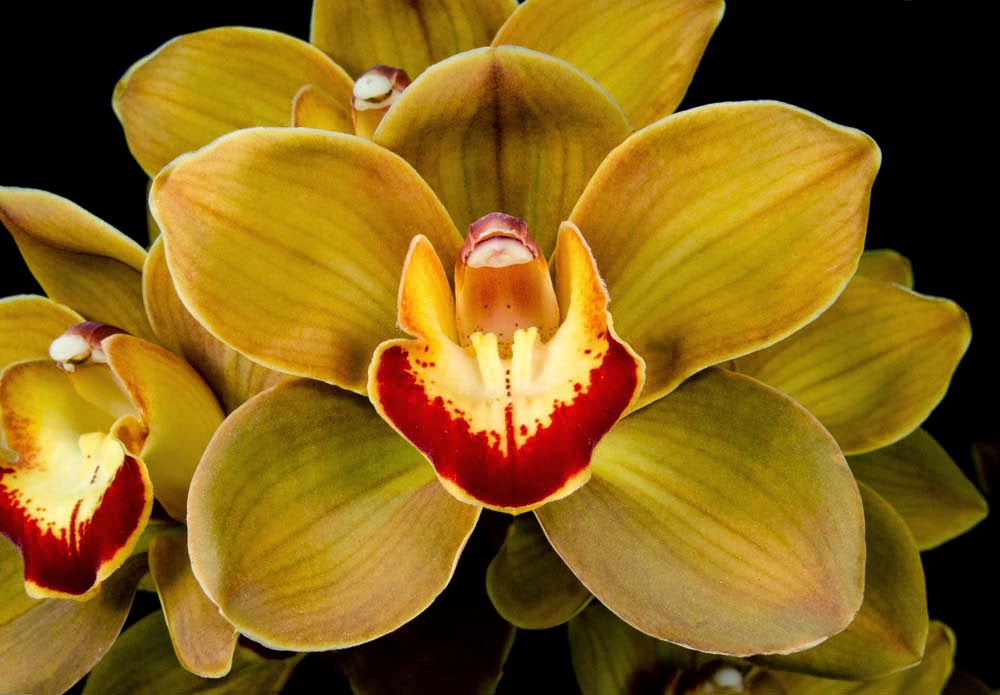 The Wayward Hawaiian: San Diego County Orchid Society Show AOS Awards