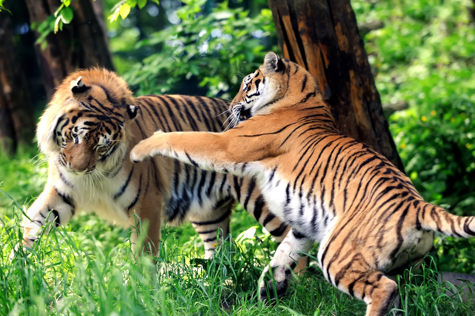 EL TIGRE Tareas de Niños EL TIGRE Tareas de Niños