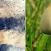 Two NEW Studies Suggest Psilocybin Can Provide Immediate Relief for Depression, Anxiety and Cancer Patients