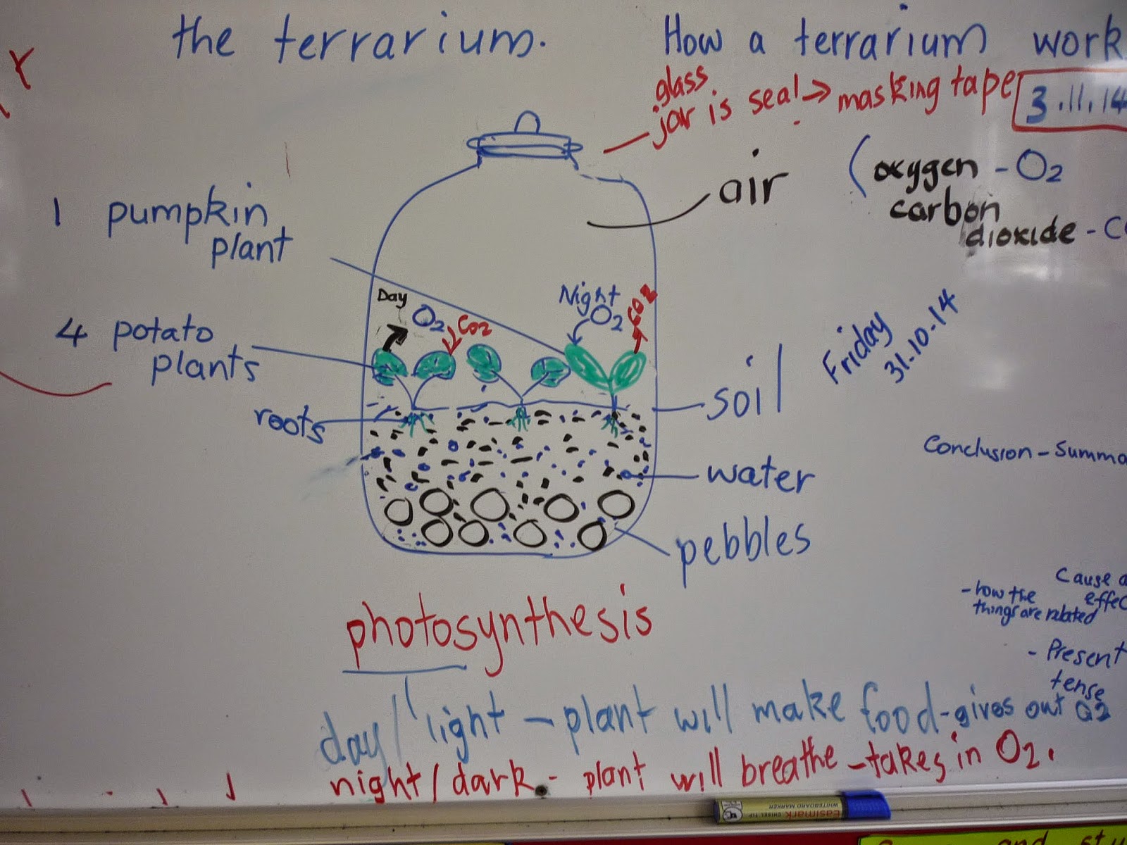 Mrs Naidoo - Room 15: How Terrariums work as self-managing gardens and