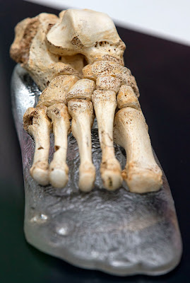 Bones, Fossil, Foot, Human, Body Part, Museum, History,  Human Evolution, Burgos, Homo heidelbergensis, Sima de los Huesos, Atapuerca., Spain, 