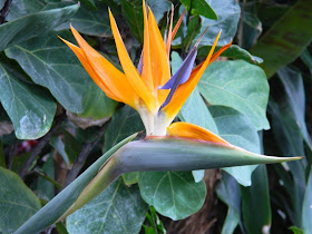 Strelitzia reginae Bird of Paradise flower Allan Gardens Conservatory by garden muses-not another Toronto gardening blog