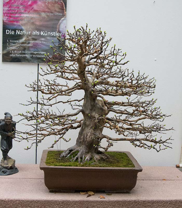 Walter Pall Bonsai Adventures Visit to Bonsai Center Heidelberg, Germany