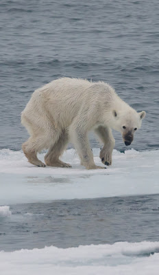Verhungernder Eisbär im Sommer 2015. Foto: Andreas Weith, CC-SA-4.0 int., wikimedia
