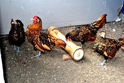 Tips dan kiat-kiat cara memelihara ayam hias | Tips cara memelihara ayam