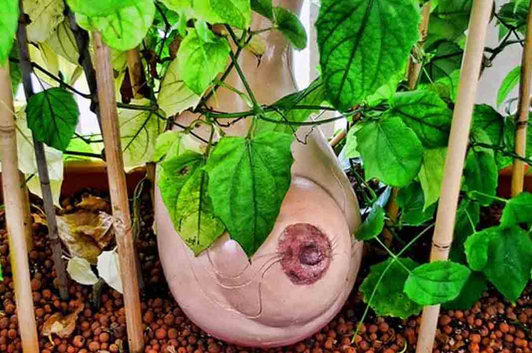 Healthy Benefits and Side Effect of Loofah Fruit for Human