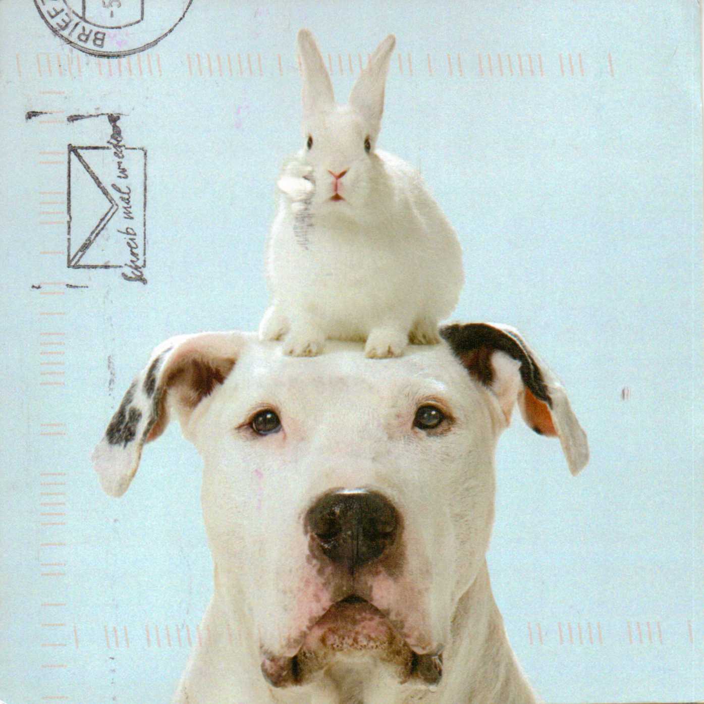 Postcards And Road Trips: Animal Postcards!