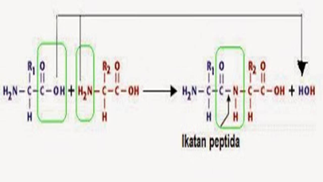 Trik Super Kilat Memahami Ikatan Peptida pada Protein