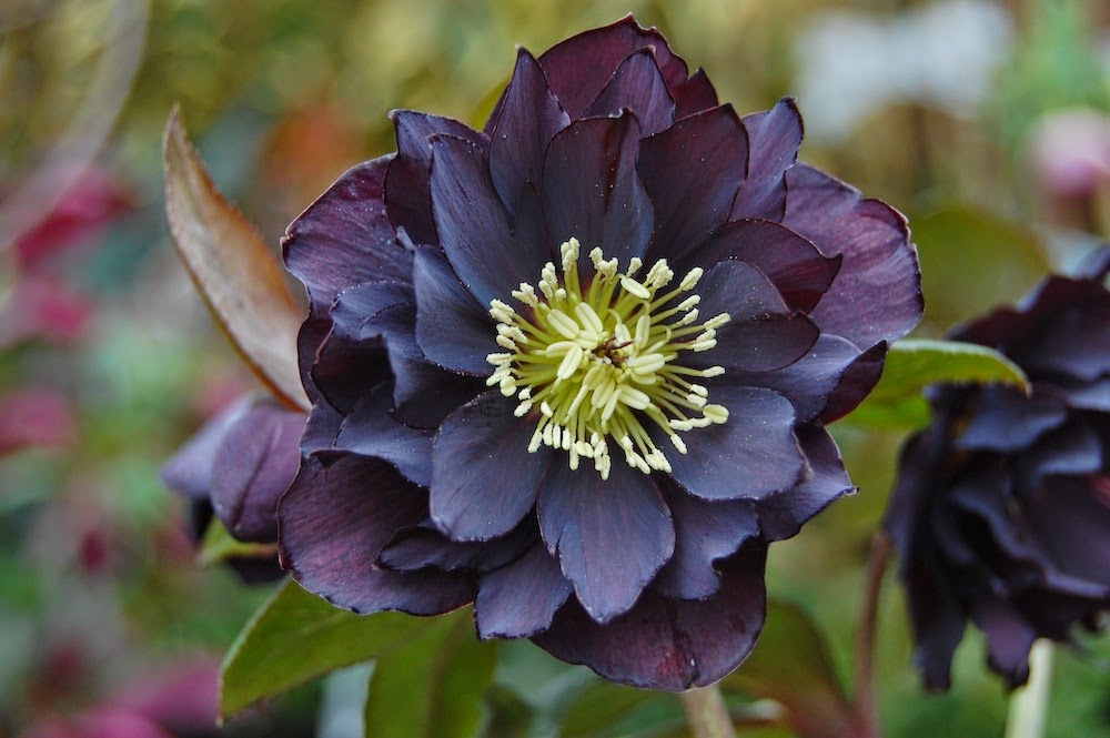 Flower Homes Hellebores Flowers