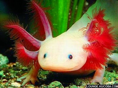 Axolotl Axolotl hewan hewan aneh, Axolotl Axolotl