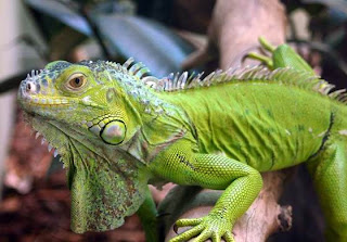 caracteristicas de los reptiles Reptiles en Permacultra