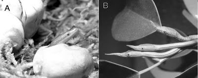 Life is short, but snakes are long: Malagasy Leaf-nosed Snakes