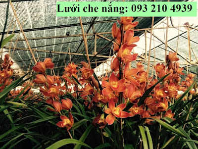 Cách dùng lưới che nắng cho vườn lan 