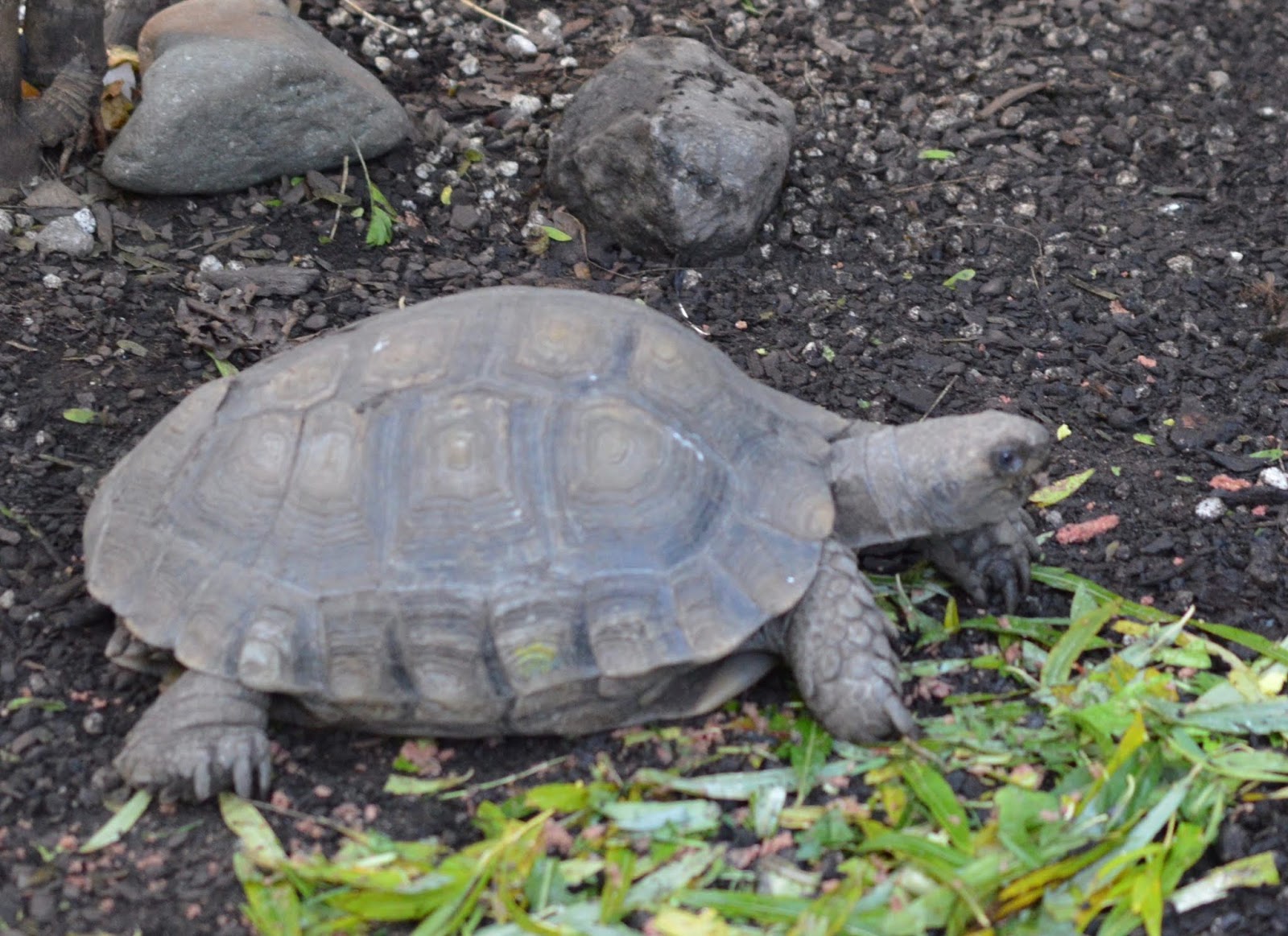 Tips for Visiting Chester Zoo from Newcastle - Giant Tortoise 