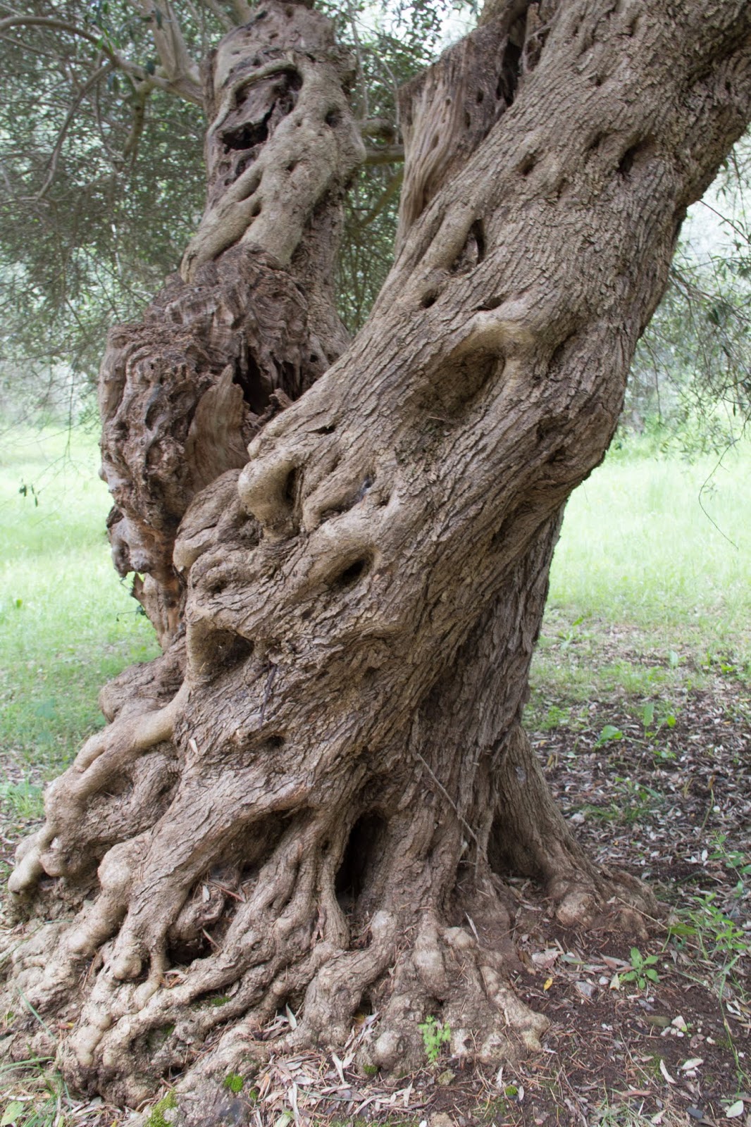 Just Genesis Trees in Genesis