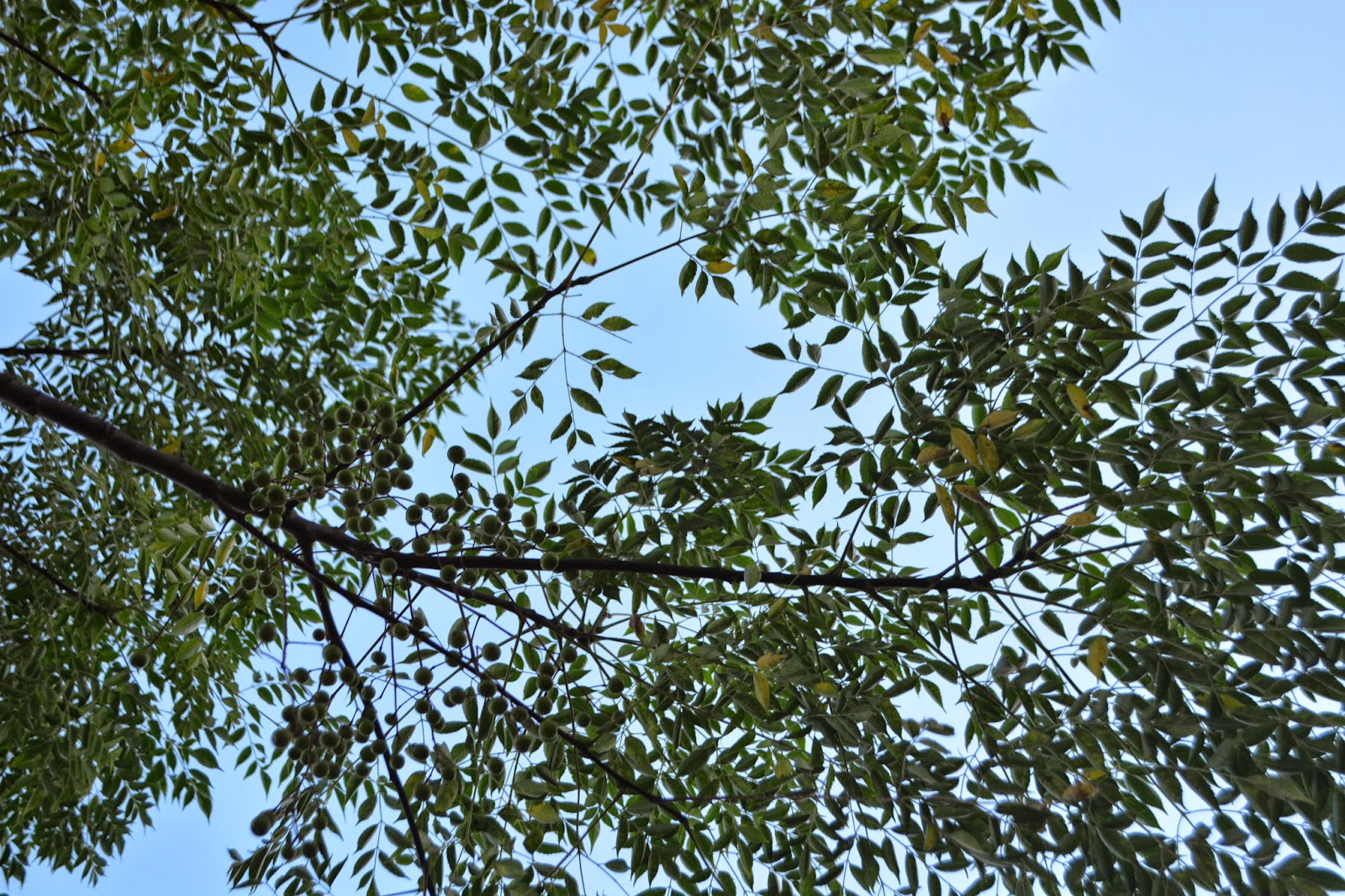 Árbol del Paraíso. Ornamental y flor violeta, lila, perfumada