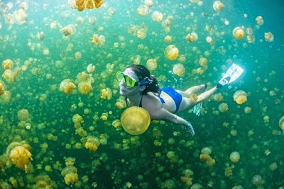 Berenang Dengan Ubur-ubur danau kakaban Berenang Dengan Ubur-ubur danau kakaban