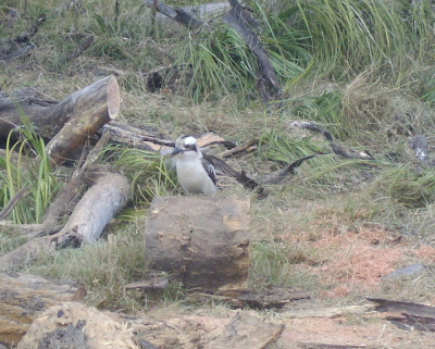eight acres: Amongst the gum trees