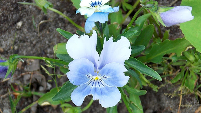 Lichtblauw viooltje