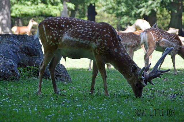 Dammwild Wisentgehege Springe