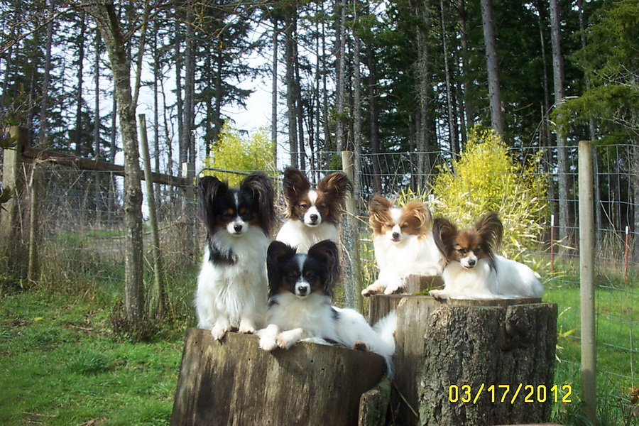 Road's End Papillons How to remove sticky substance Pine Tar, Pine