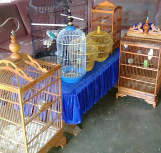 jualan burung kicau