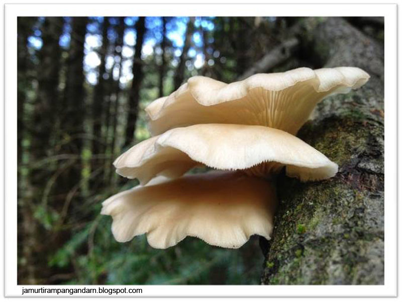 mengenal jamur tiram putih Jamur Tiram Pangandaran
